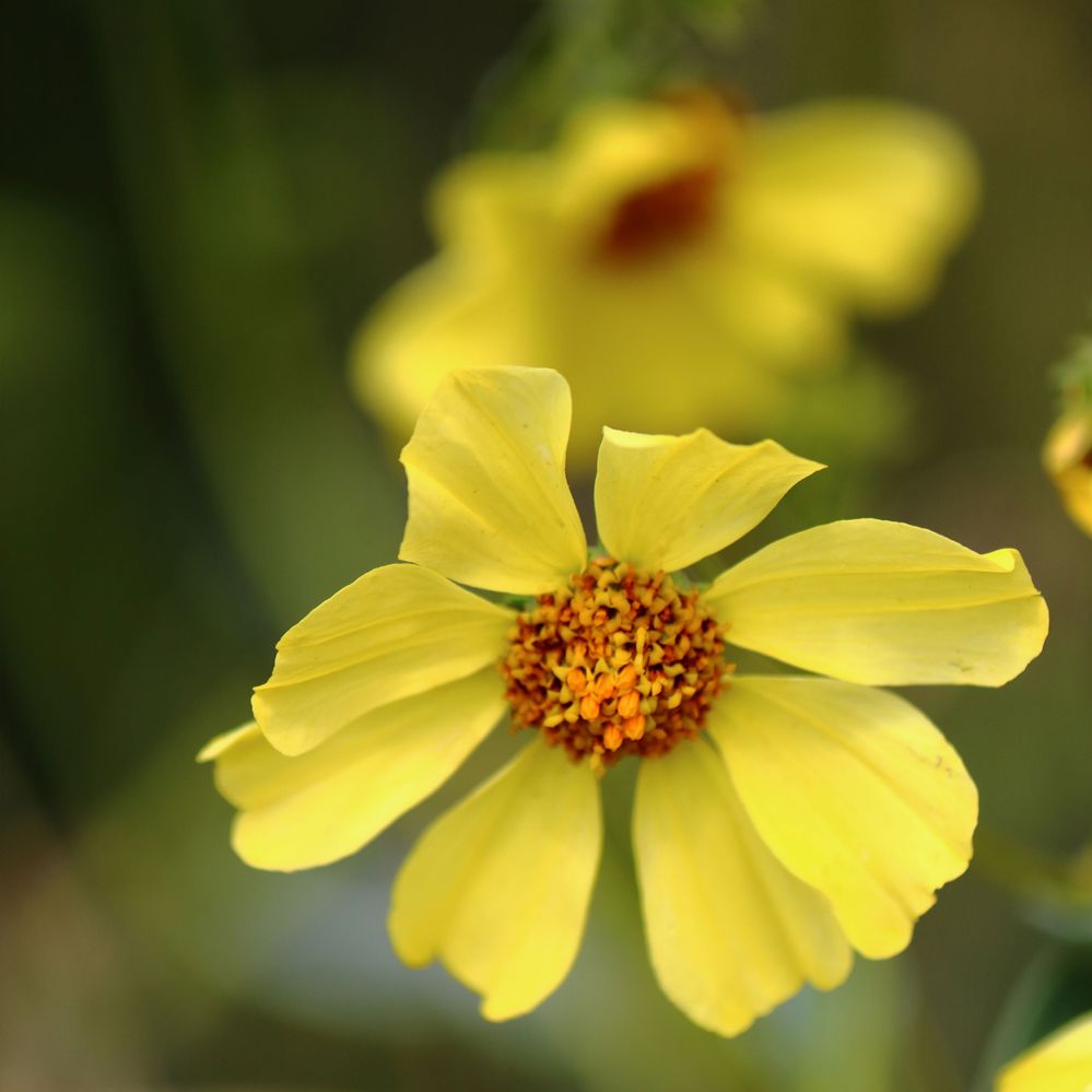 EF-S 55-250 f4.5-5.6 IS II