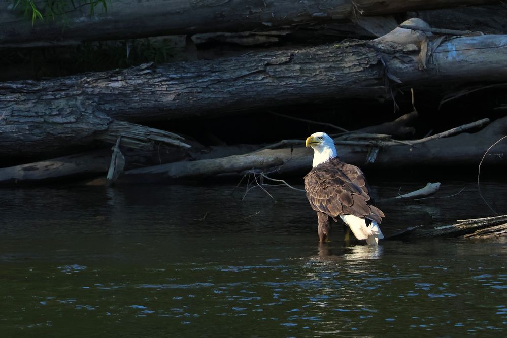 Grand River Bald Eagle