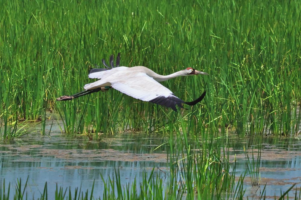 Horicon National Refuge Whooping Crane