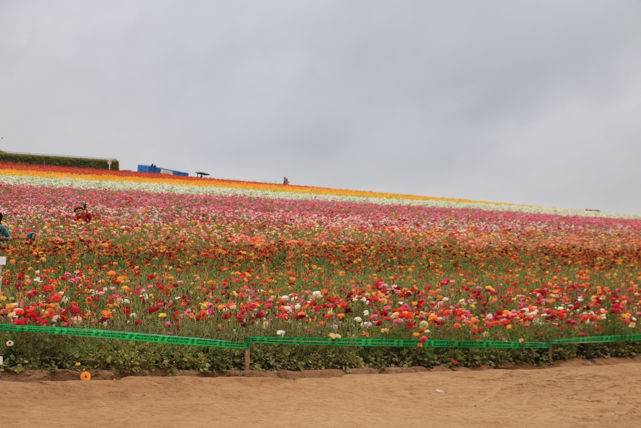 Canon Event at the Carlsbad Flower Fields - Canon Community