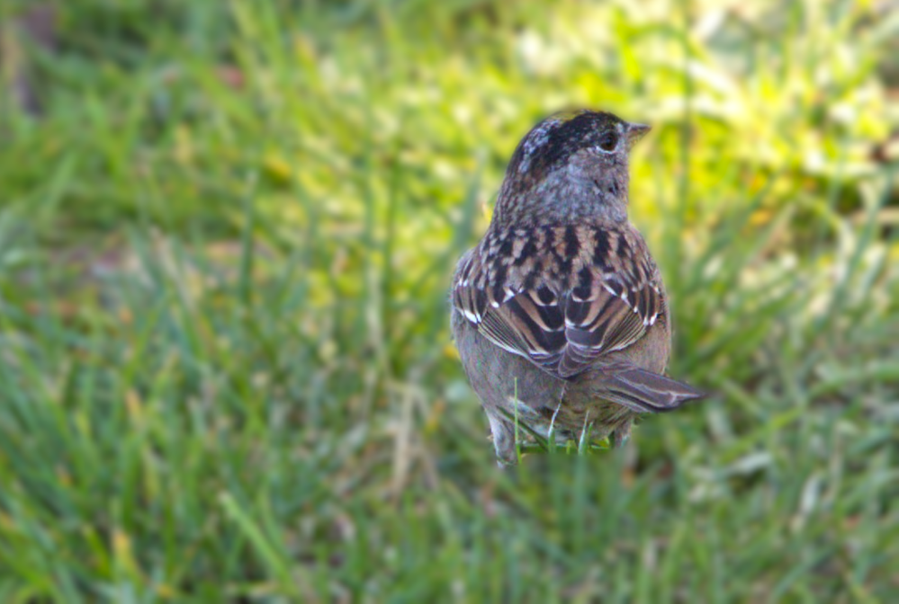 Golden-crowned Sparrow (chick)  R6 MII F4 SS-1/2000 ISO-2000 FL-186  M