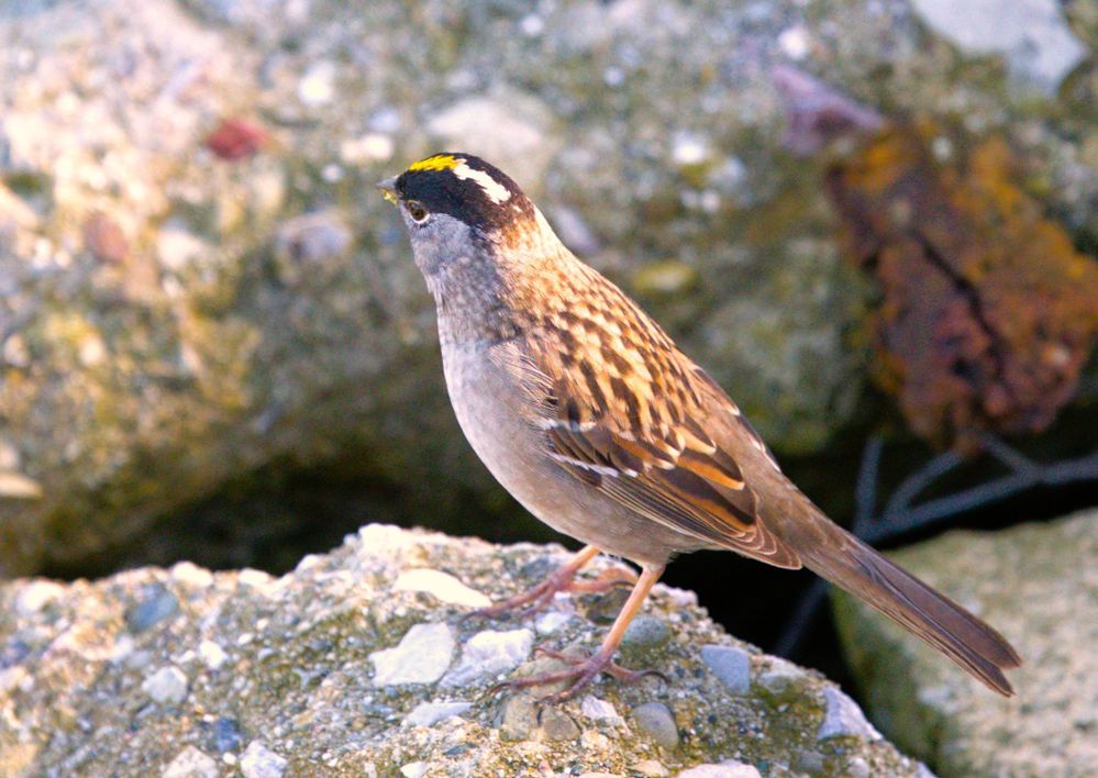 Golden-crowned Sparrow  R6 MII F4 SS-1/2000 ISO-2000 FL-186mm  M