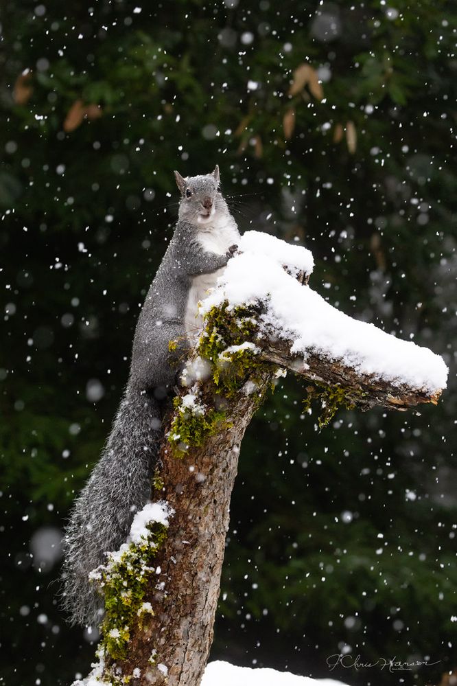 Western Gray Squirrel