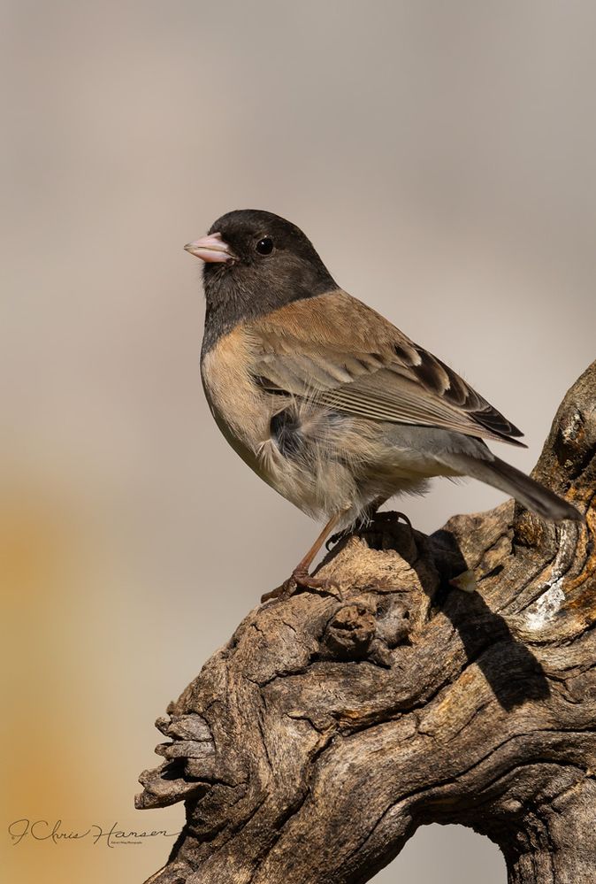 Dark- eyed Junco