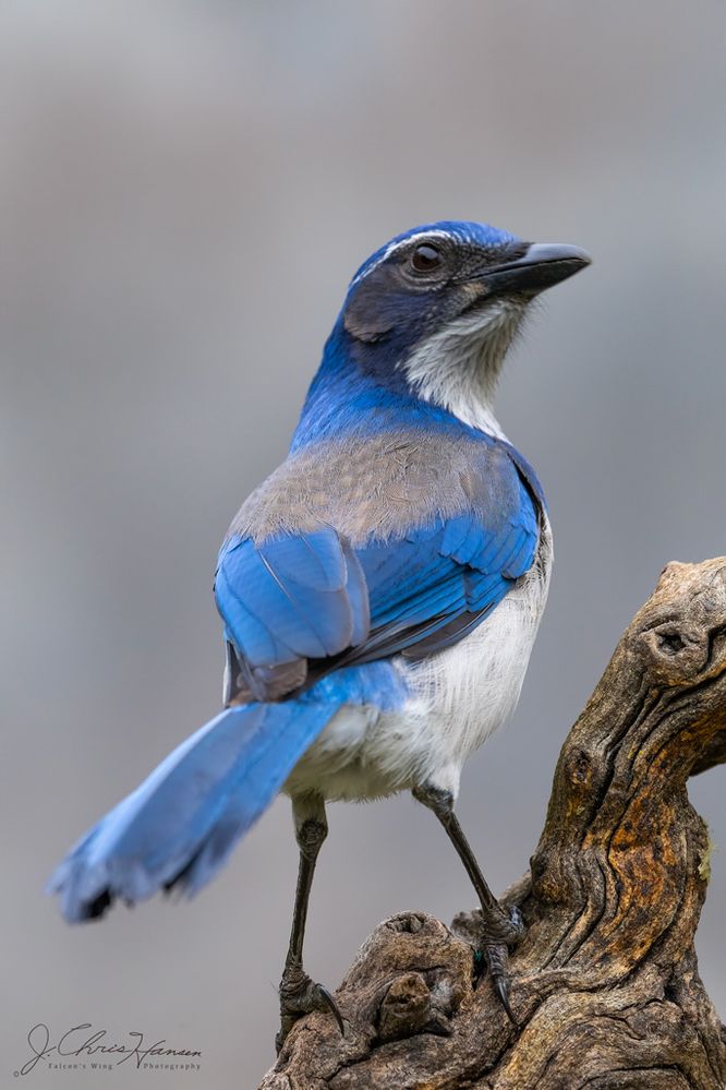 Western Scrub Jay