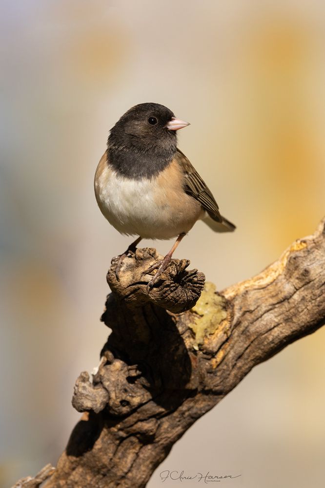 Dark-eyed Junco