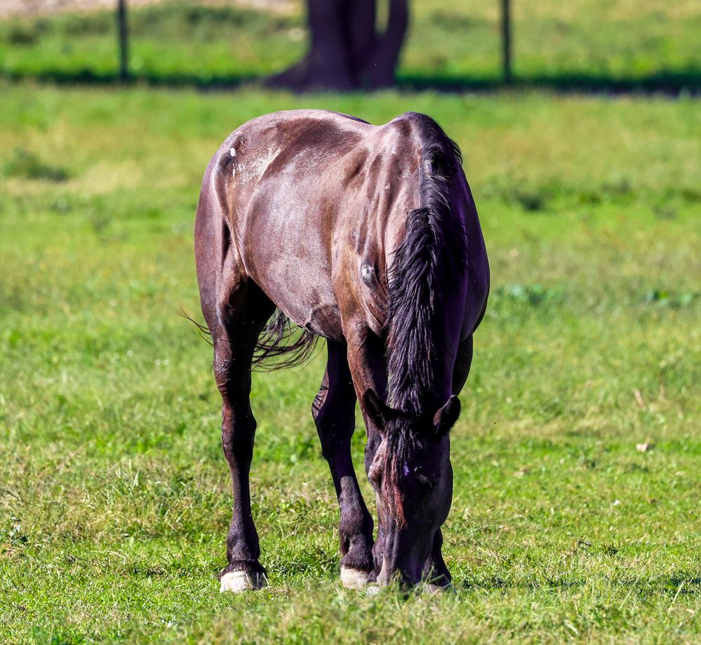 Horse Grazing.jpg