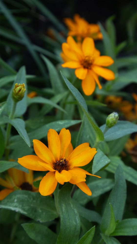 Orange Flowers