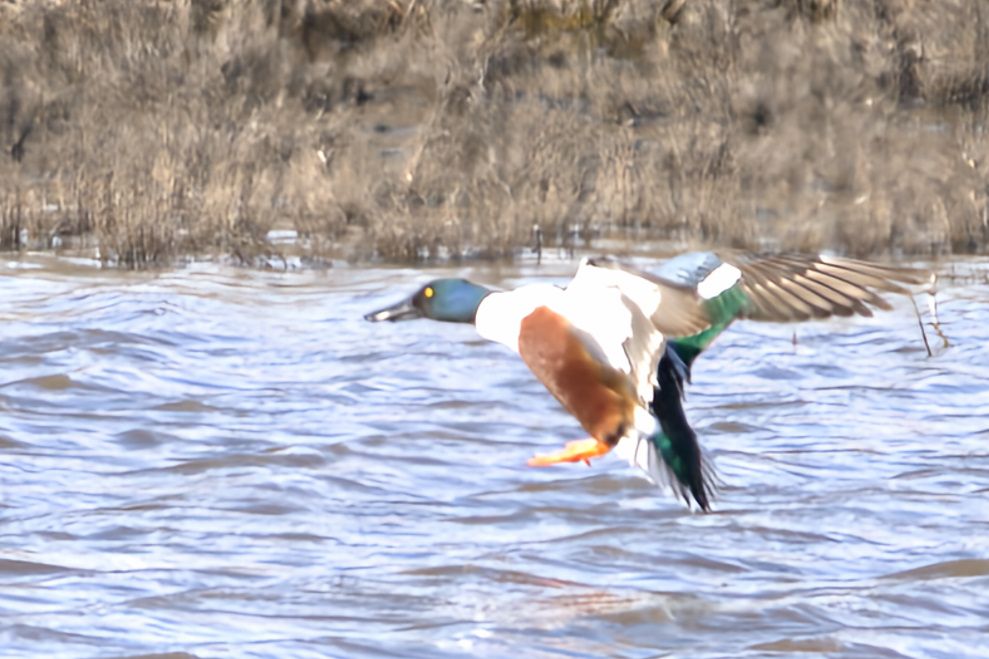 Northern Shoveler  R6-MII 150-600mm ISO-125 f6.3 SS-1/1250 FL-435