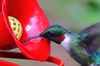 Ruby-throated Hummingbird MAL-0001Sb.jpg