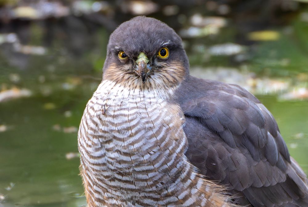 It seems he doesn't like me :)  (Sparrowhawk).