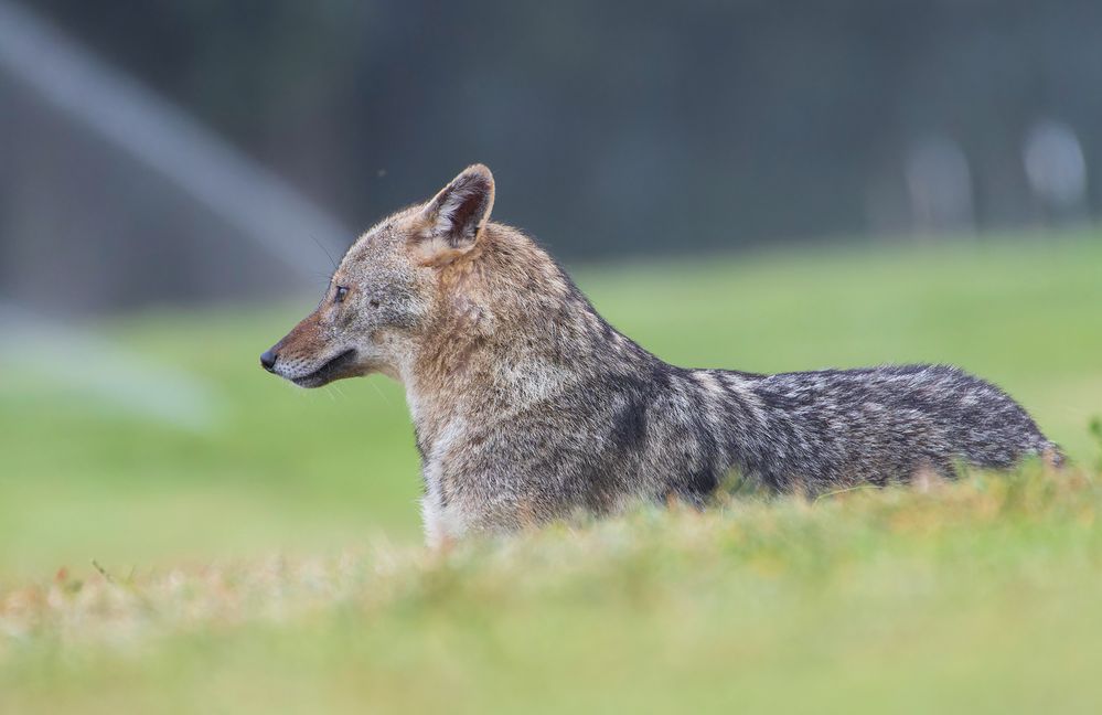 Golden jackal.