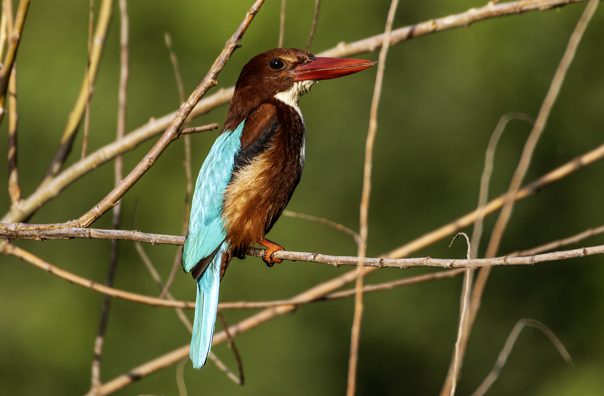 Red-billed Alcyone. - Canon Community