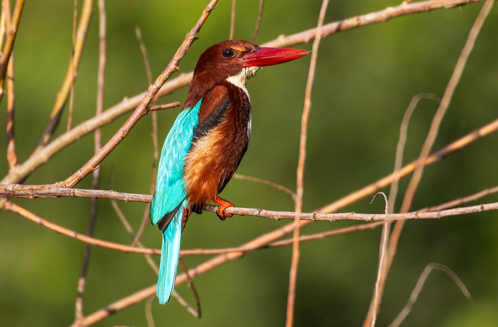 Red-billed alcyone.