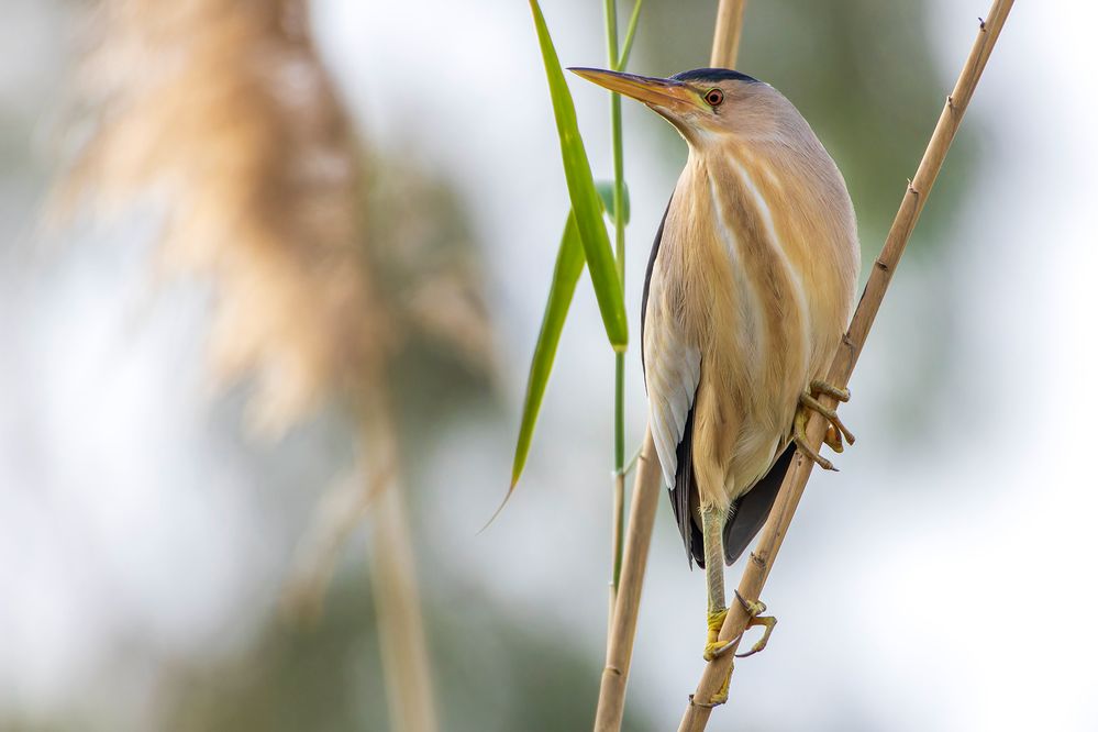 Little bittern.