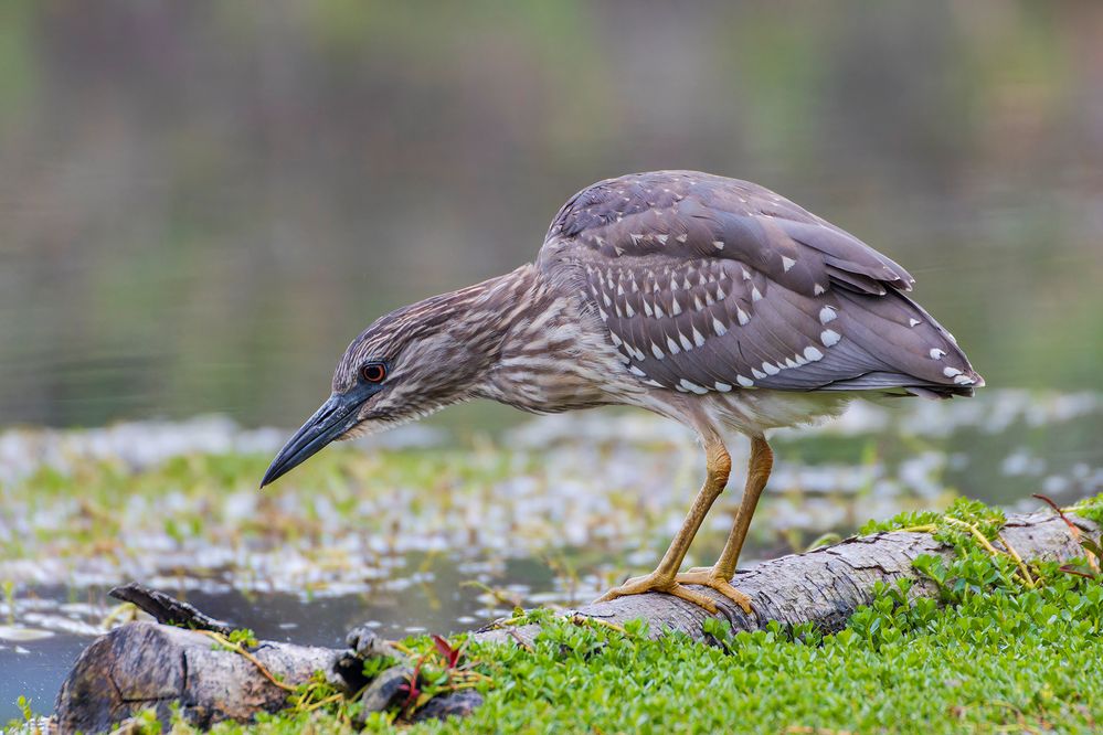 Night heron.