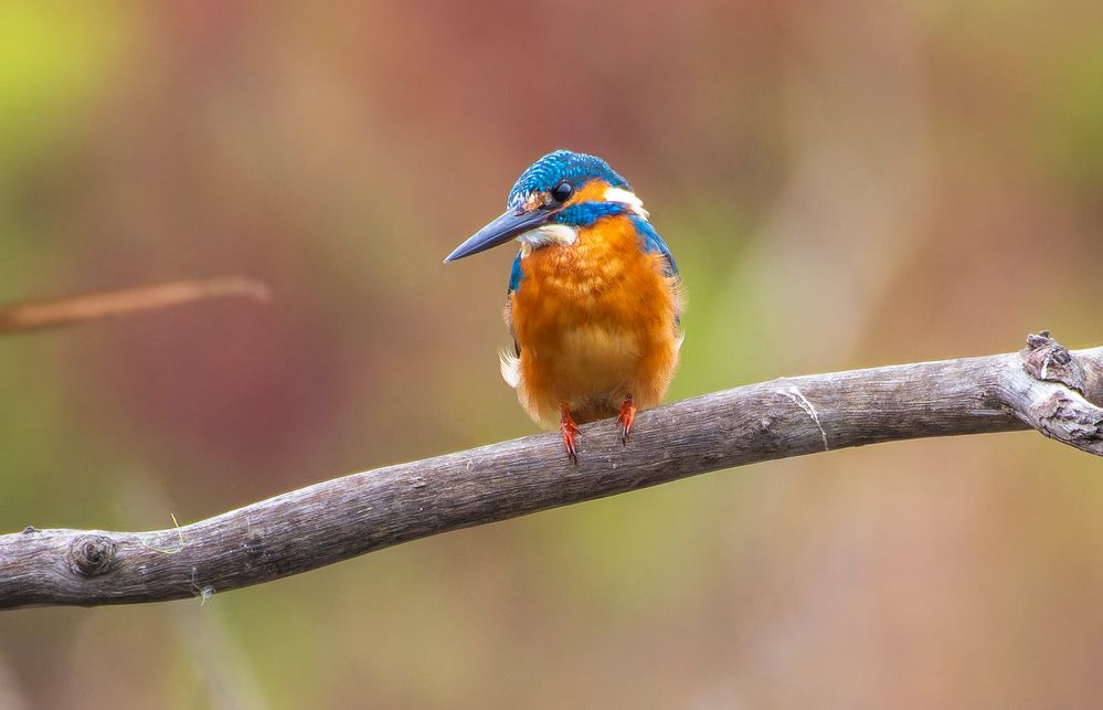 Kingfisher.