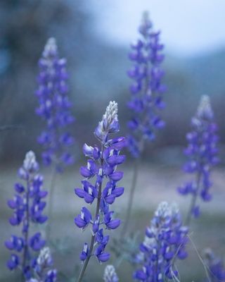 IMG_0215-wild-lupine-DeNoiseAI-severe-noise-post2.jpg