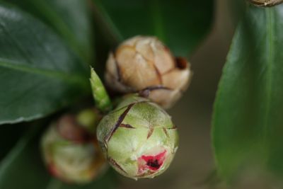 camillia bud.jpg