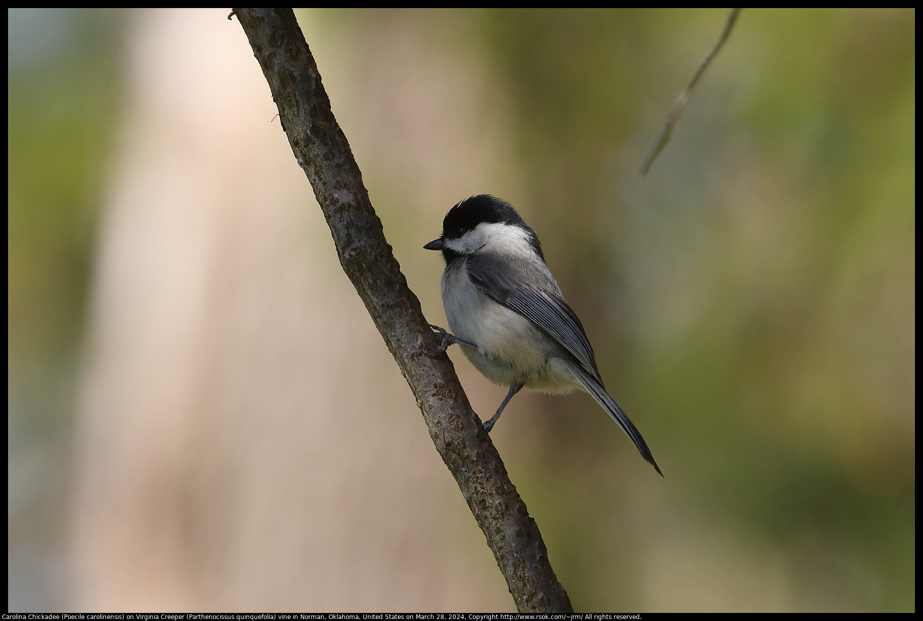 canon rf 100 500mm vs ef 100 400mm