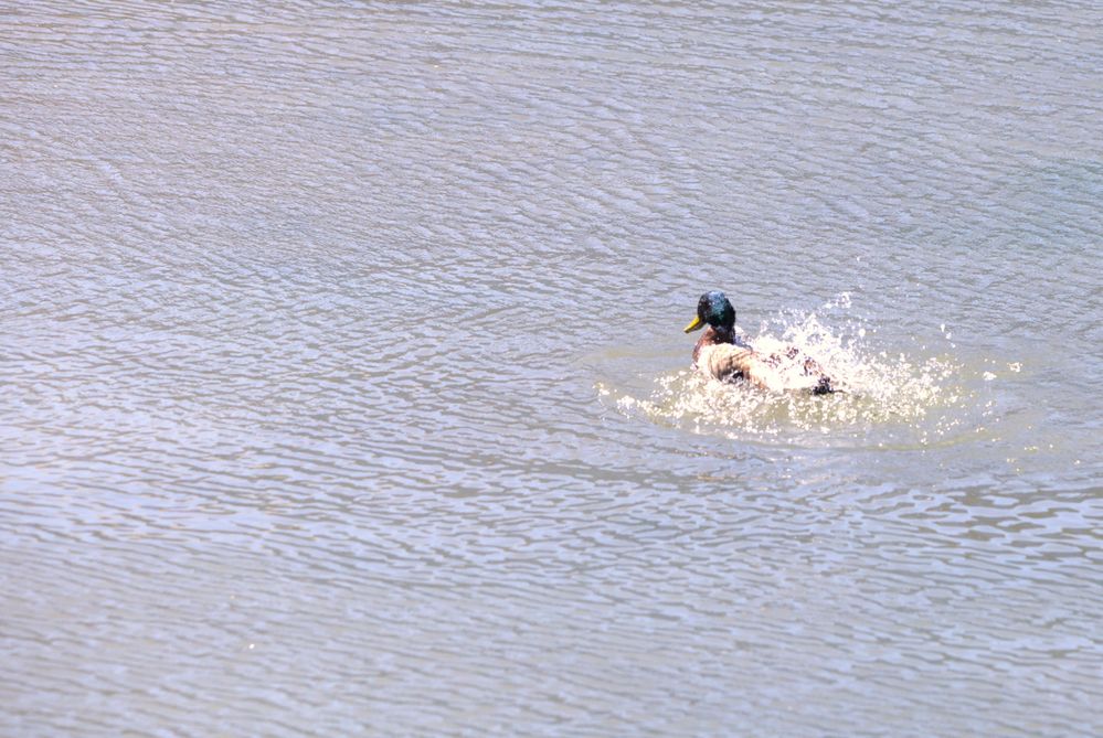 Splish Splash taking a bath..  R6 MII, 150-600mm ISO-160 f7.1  SS-1/1250  FL-283