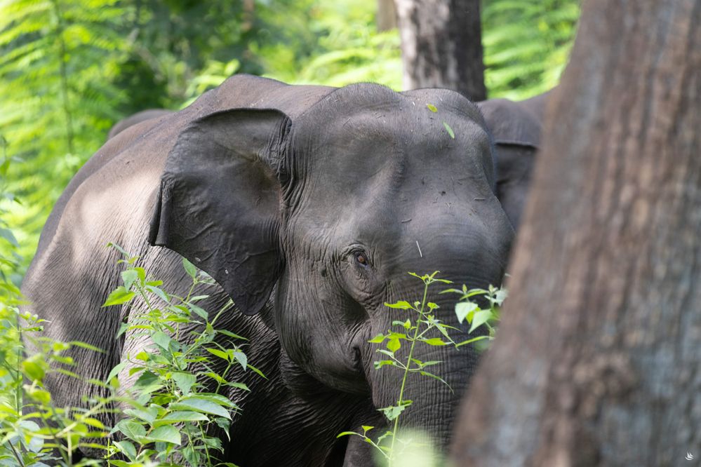 The elephants of Nagarhole National Park
