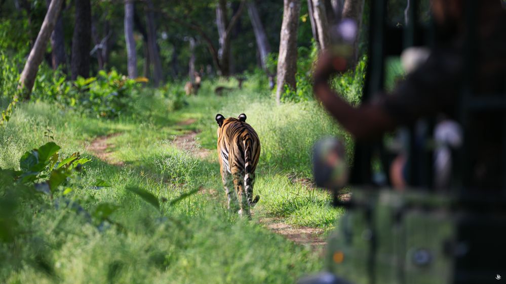 A tigress in Nagarhole National Park