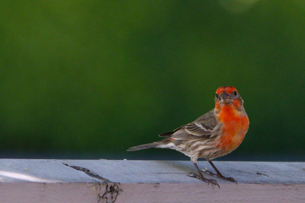 House Finch R6 M2,  RF70-200mm  ISO-1000 f4.5  SS 1/1000  FL161mm
