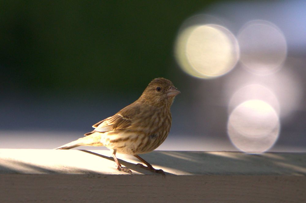 Song Sparrow  R6 M2, RF70-200mm ISO800  f4  SS1/1000  FL200mm