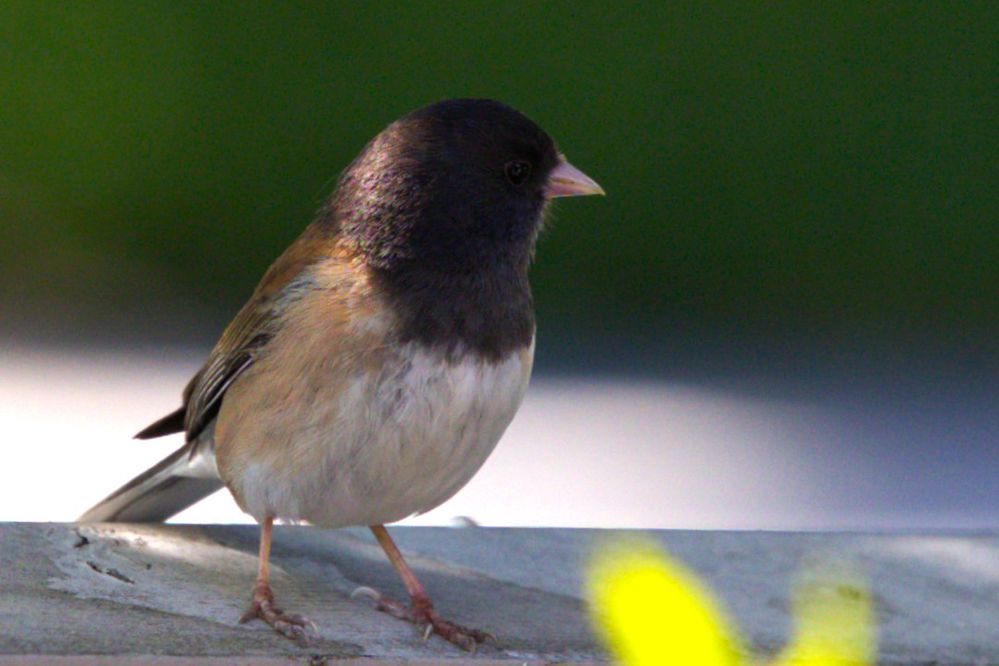 Dark-eyed Junco  R6 M2  RF70-200mm  ISO800  f4  SS1/1000  FL200mm