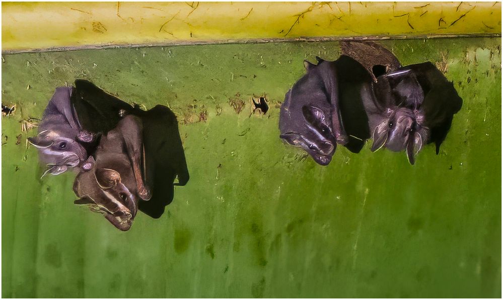 Fruit Bats.jpg