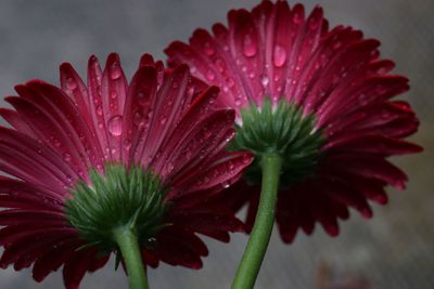gerber daisy.jpg