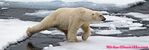 Polar bear in Svalbard