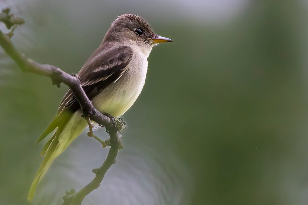 Eastern Wood-Pewee