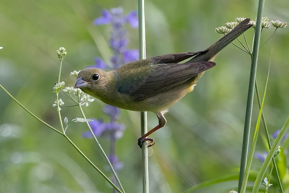 Painted Bunting (Female)