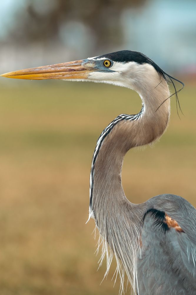 Great Blue Heron