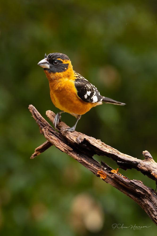 Black-headed Grosbeak