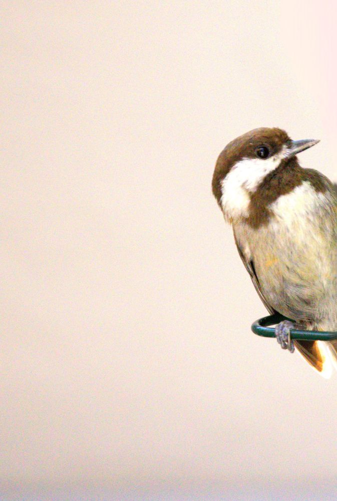 Chestnut-backed Chickadee EOS R6-M2 & Sigma 150-600mm  f6.3  SS1/1250