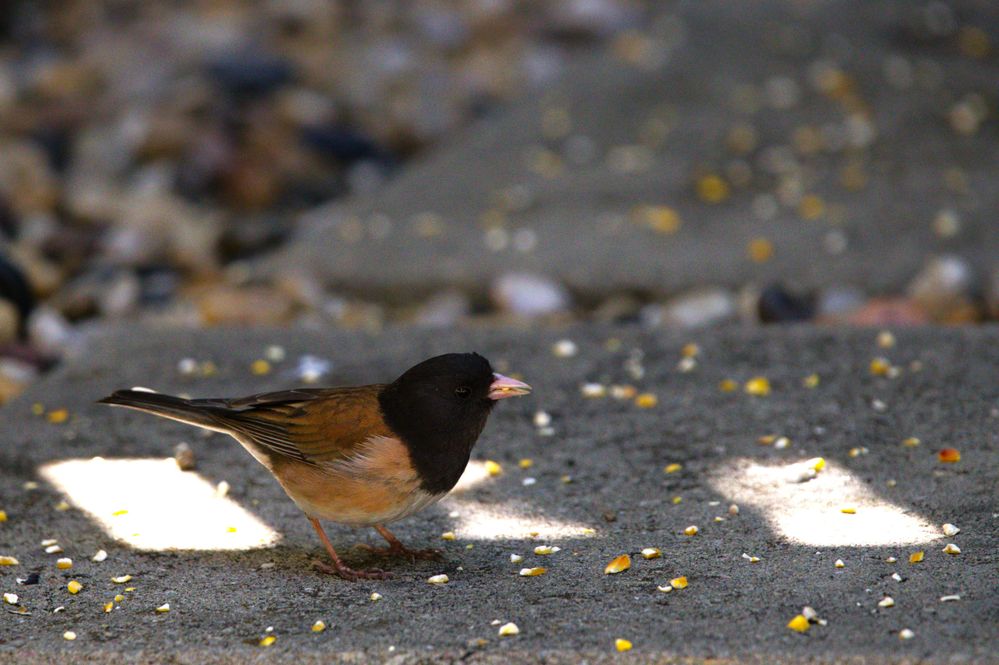 Dark-eyed Junco  EOS R6-M2 & Sigma 150-600mm f6.3 SS-1/1250
