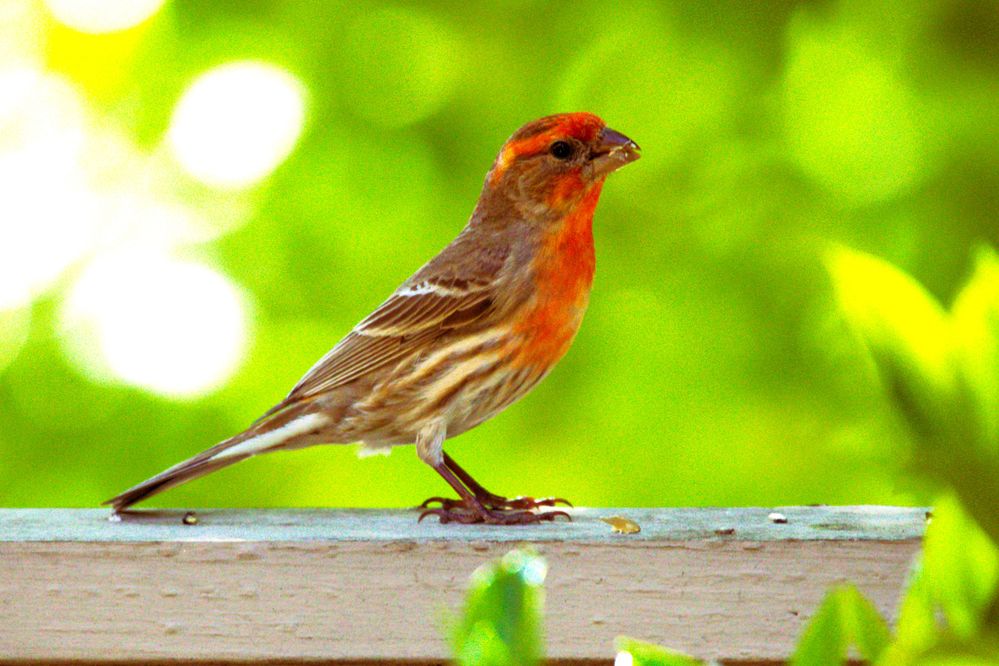 House Finch EOS R6-M2 & Sigma 150-600mm f6.3 SS-1/1250