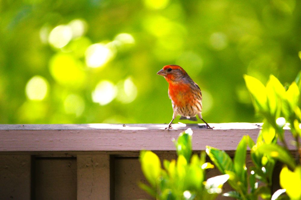 House Finch EOS R6-M2 & Sigma 150-600mm f6.3 SS-1/1250