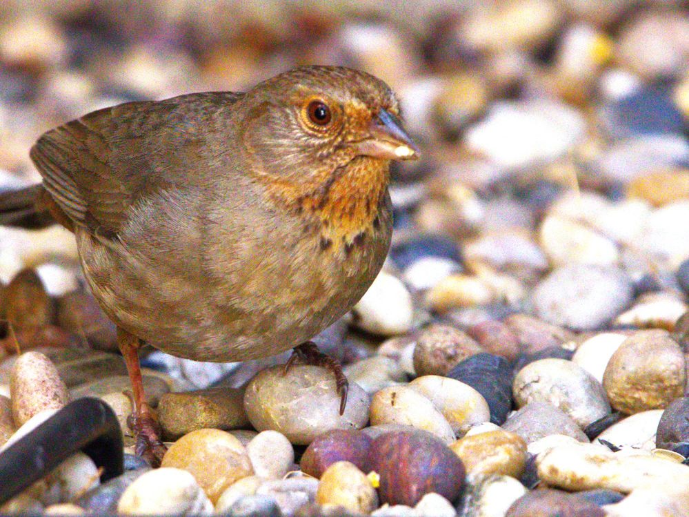 California Towhee Sparrow  EOS R6-M2 & Sigma 150-600mm f6.3 SS-1/1250