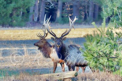 eZy Watermark_19-05-2024_08-41-52-3800PM.jpeg