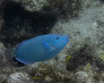 Parrotfish.jpeg