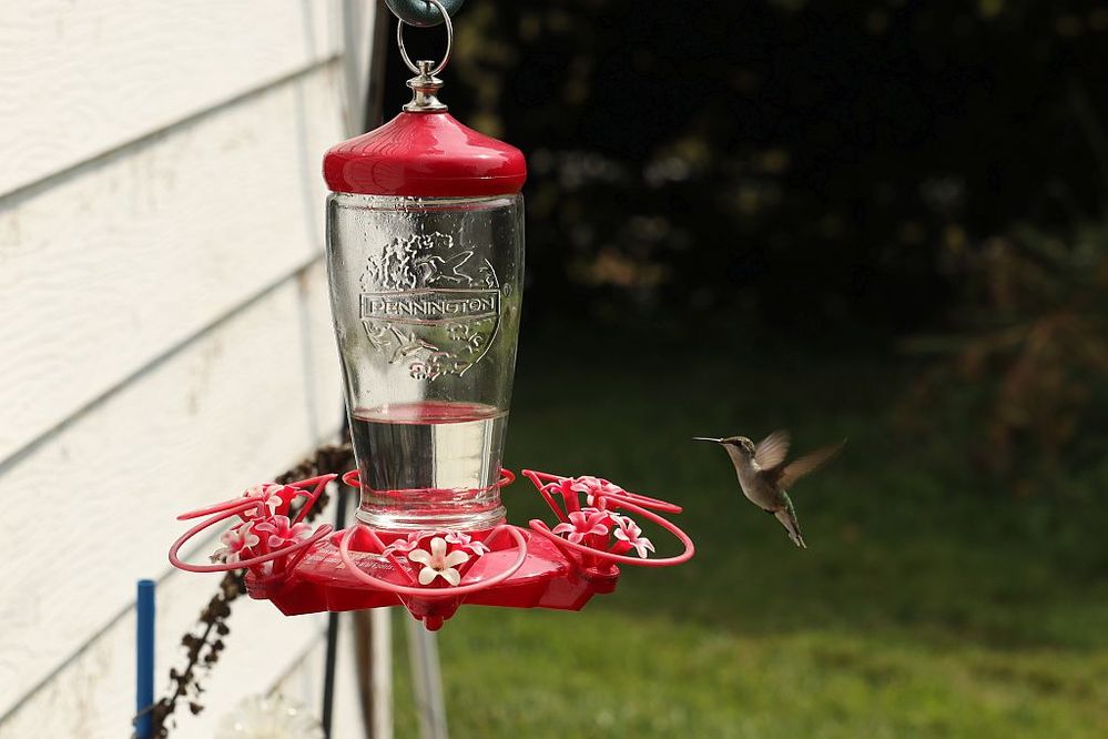 hummingbirds(2).JPG