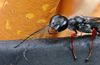 Spider Wasp SH-2a.jpg