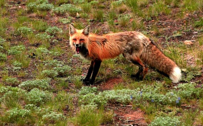 Red fox walking around