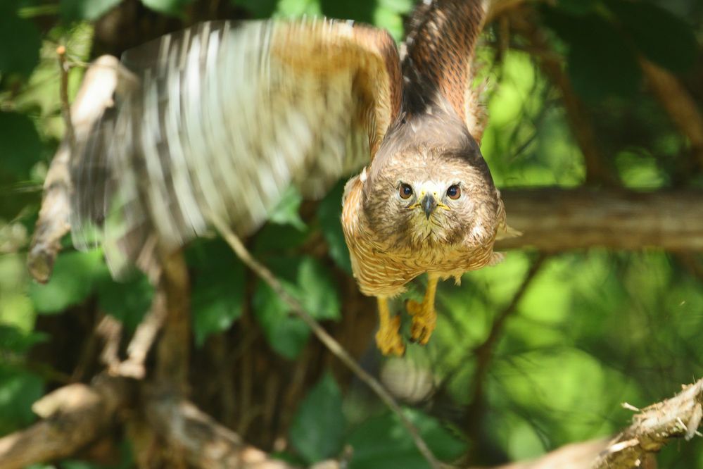 Red-shouldered Hawk (Buteo lineatus) in Norman, Oklahoma, United States on May 21, 2024