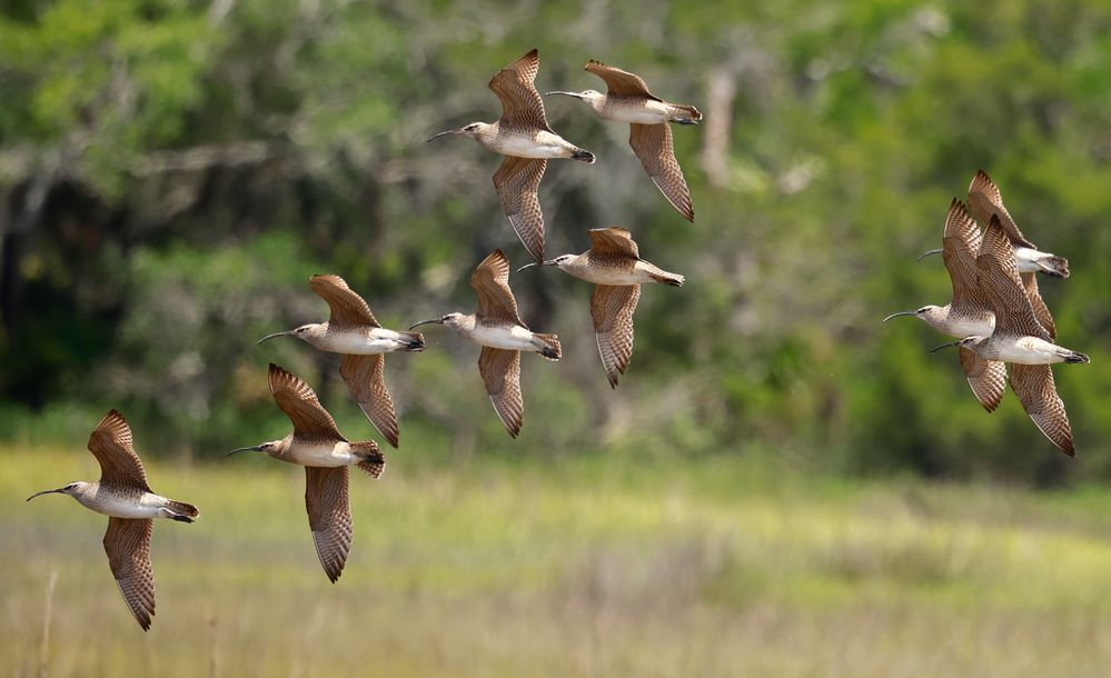 whimbrels flock flight.JPG