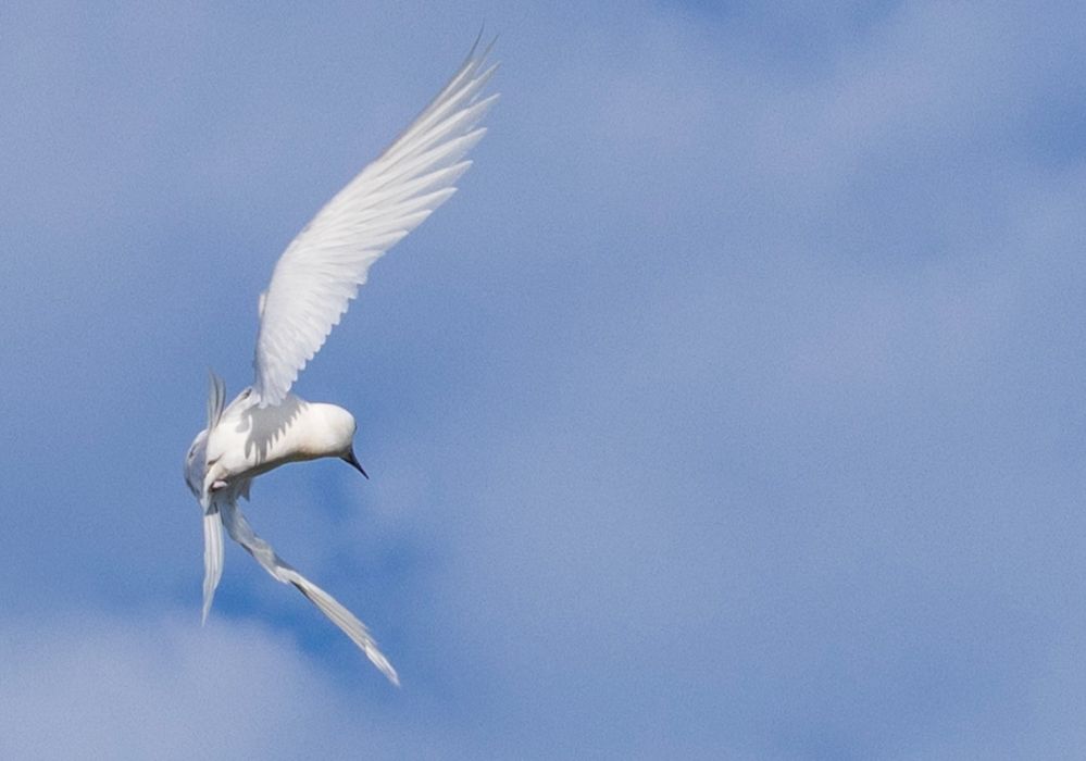 Screenshot 2024-05-22 at 8.03.40 PM.jpg